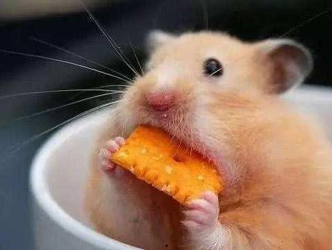 娱乐吃瓜酱本鼠,揭秘娱乐圈那些不为人知的幕后故事